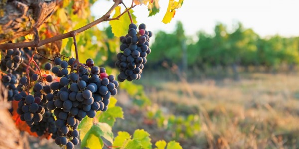 Quelques conseils d'installation de votre climatisation de cave à vin WineMaster...